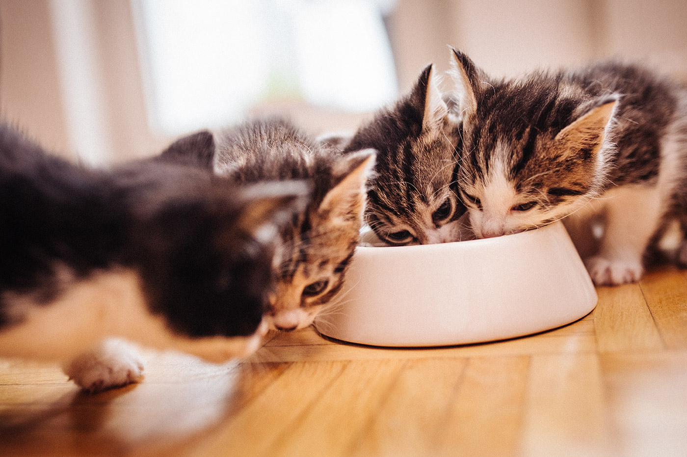 4 small kittens eating out of a food bowl.