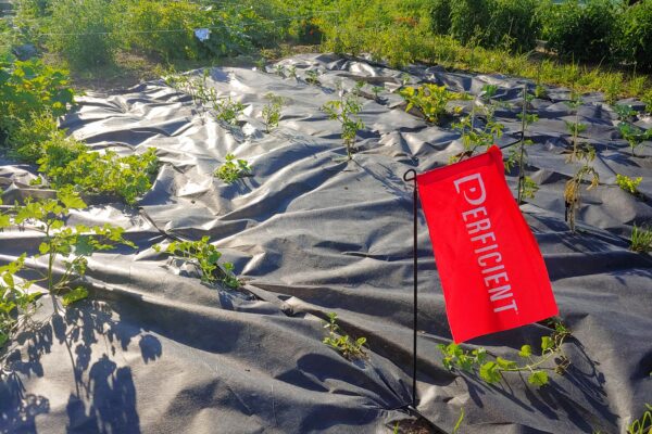 Perficient colleagues' farm plot at community gardens 