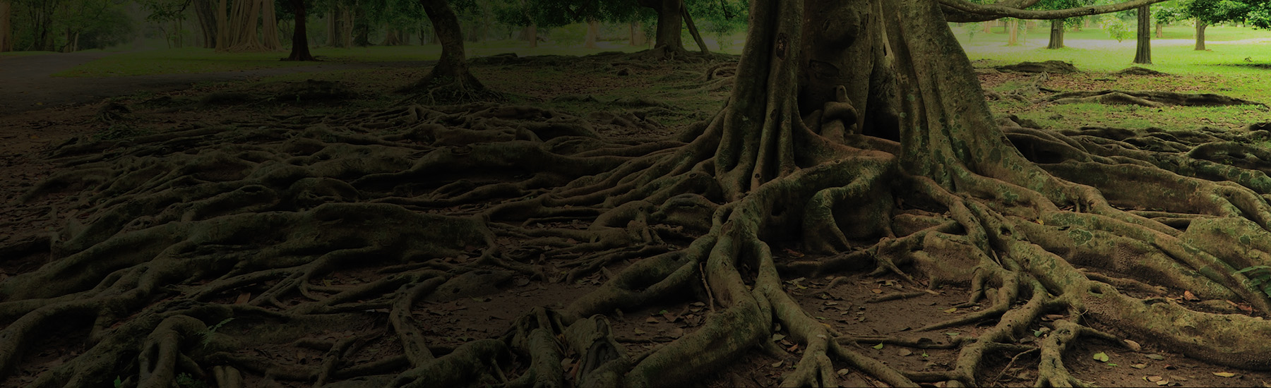 A a tree with large, expansive roots, gradient.