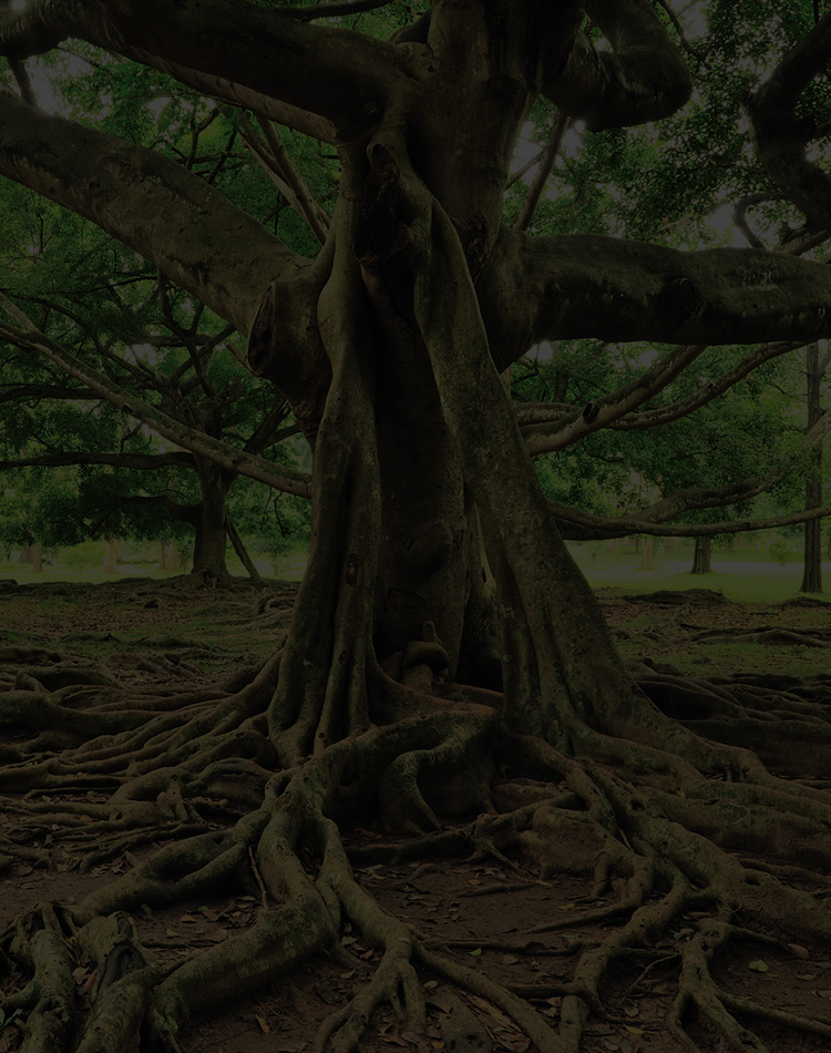 A tree with large, expansive roots. 