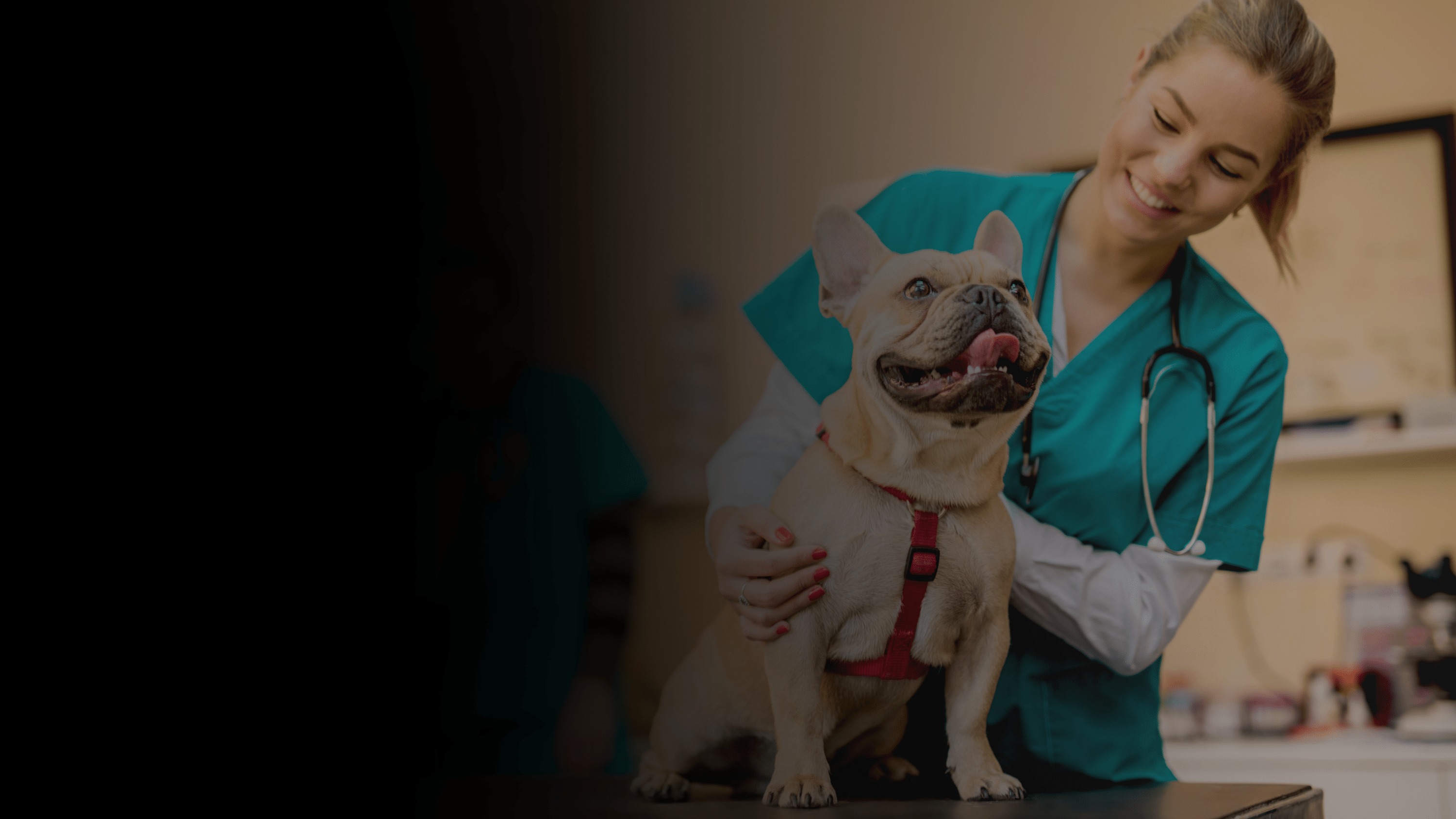 Vet and a French Bulldog