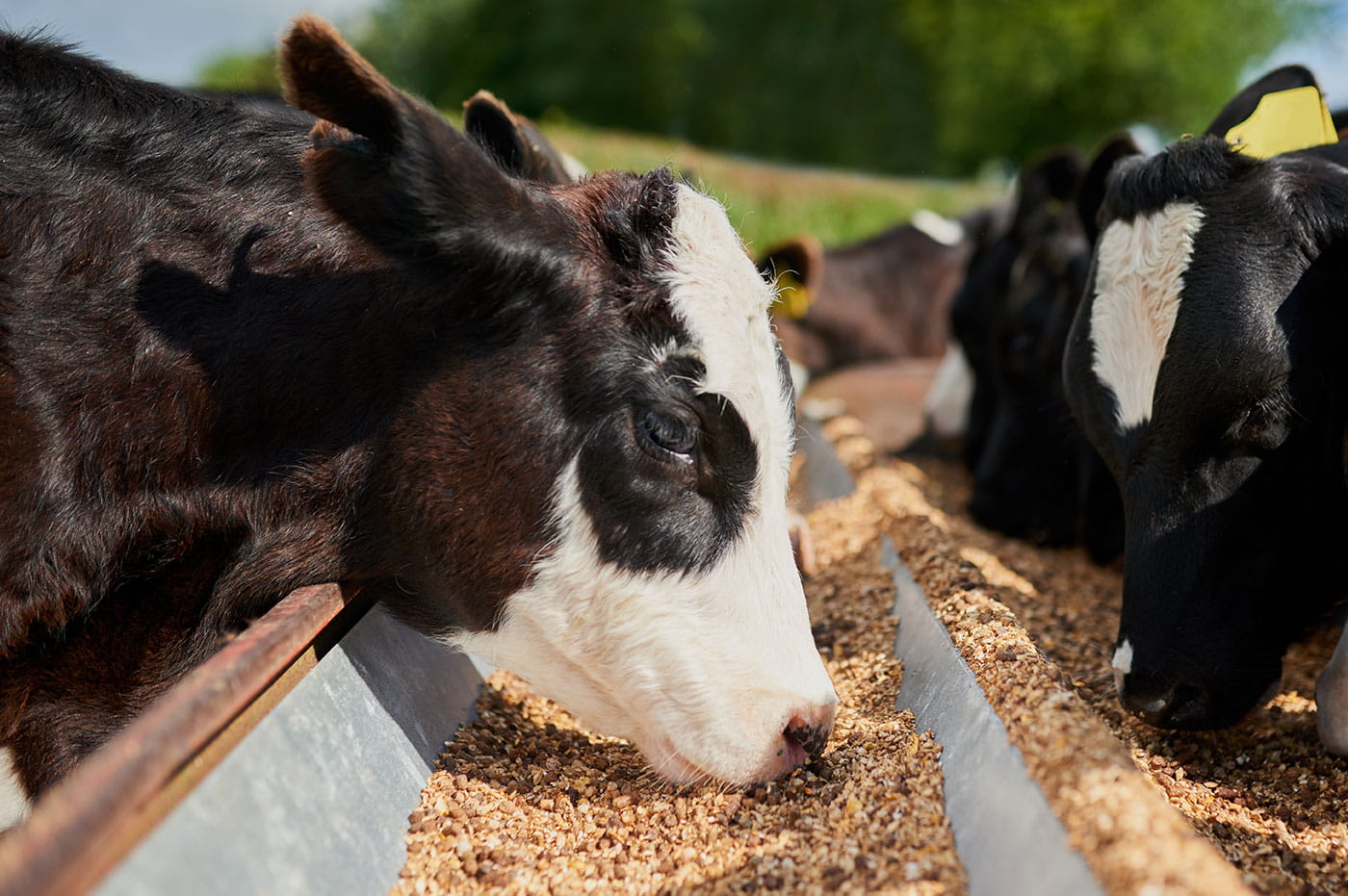 Cow eating grains out of a trough.