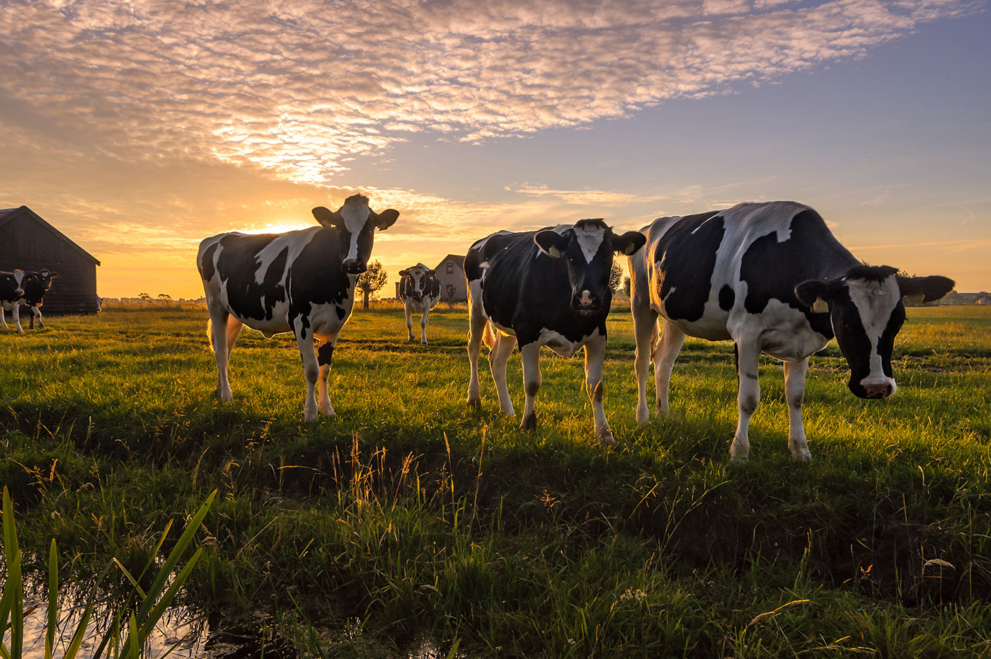 Cows grazing on a field at sunset.